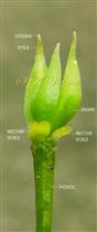  Gynoecium